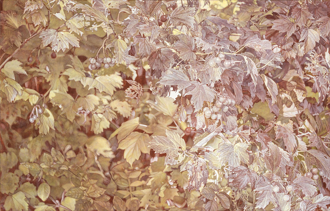 Schneeball gelbe Lasur